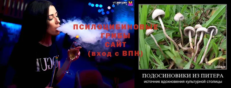 даркнет сайт  Губкинский  Псилоцибиновые грибы Psilocybine cubensis 